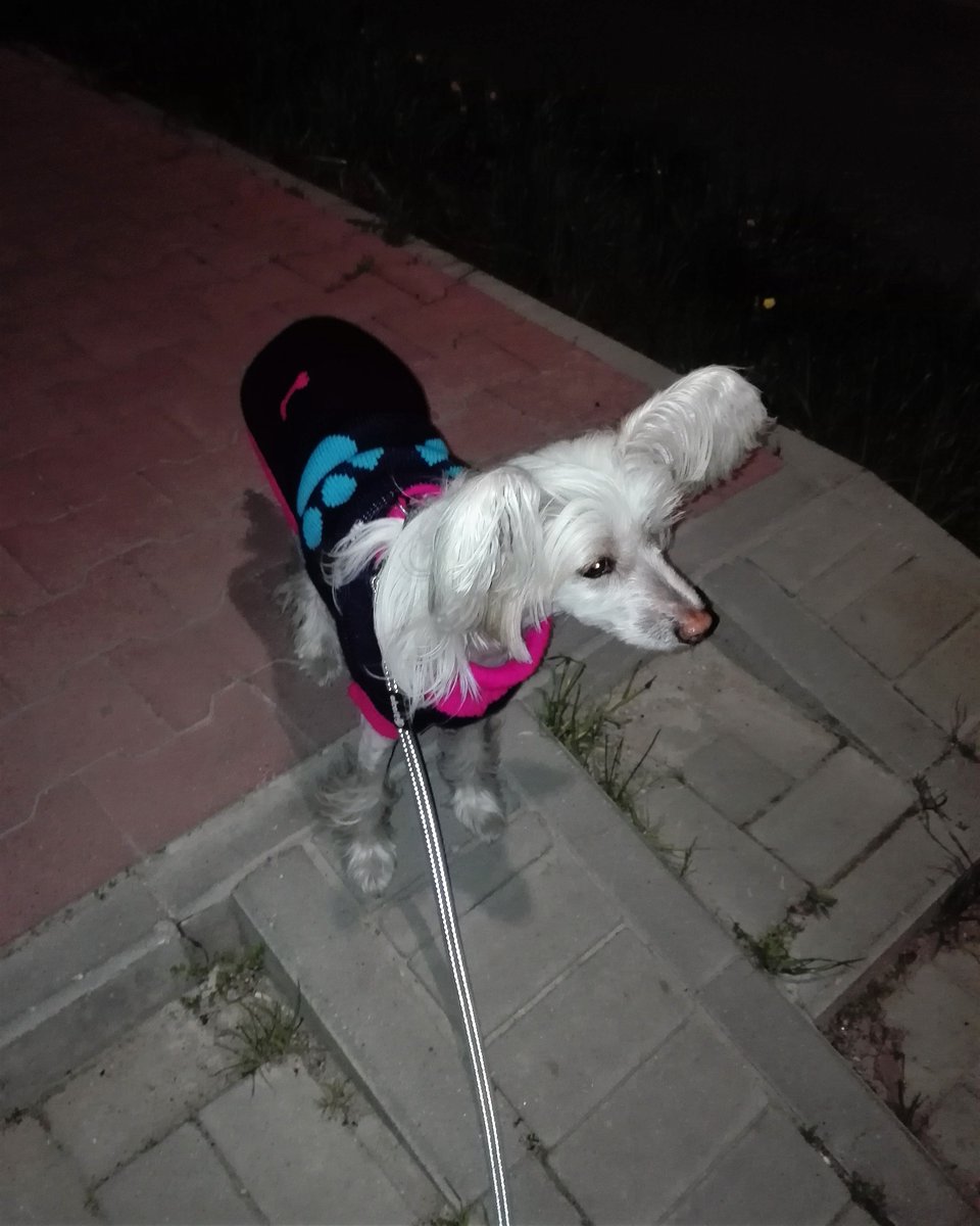 njnowak's tweet photo. WERA Exotic World FCI #dog #dogs #pies #psy #piesek #pieski #pieseł #piesel #chinesecresteddog #chinesecrested #hairless #kutya #koira #koer #cane #cao #chien #hond #hund #hundur #pes #perro #sobaka #pet #pets #animal #animals #zwierzak #zwierzaki #zwierzę #zwierzęta #czteryłapy https://t.co/8iGTd2AoOn