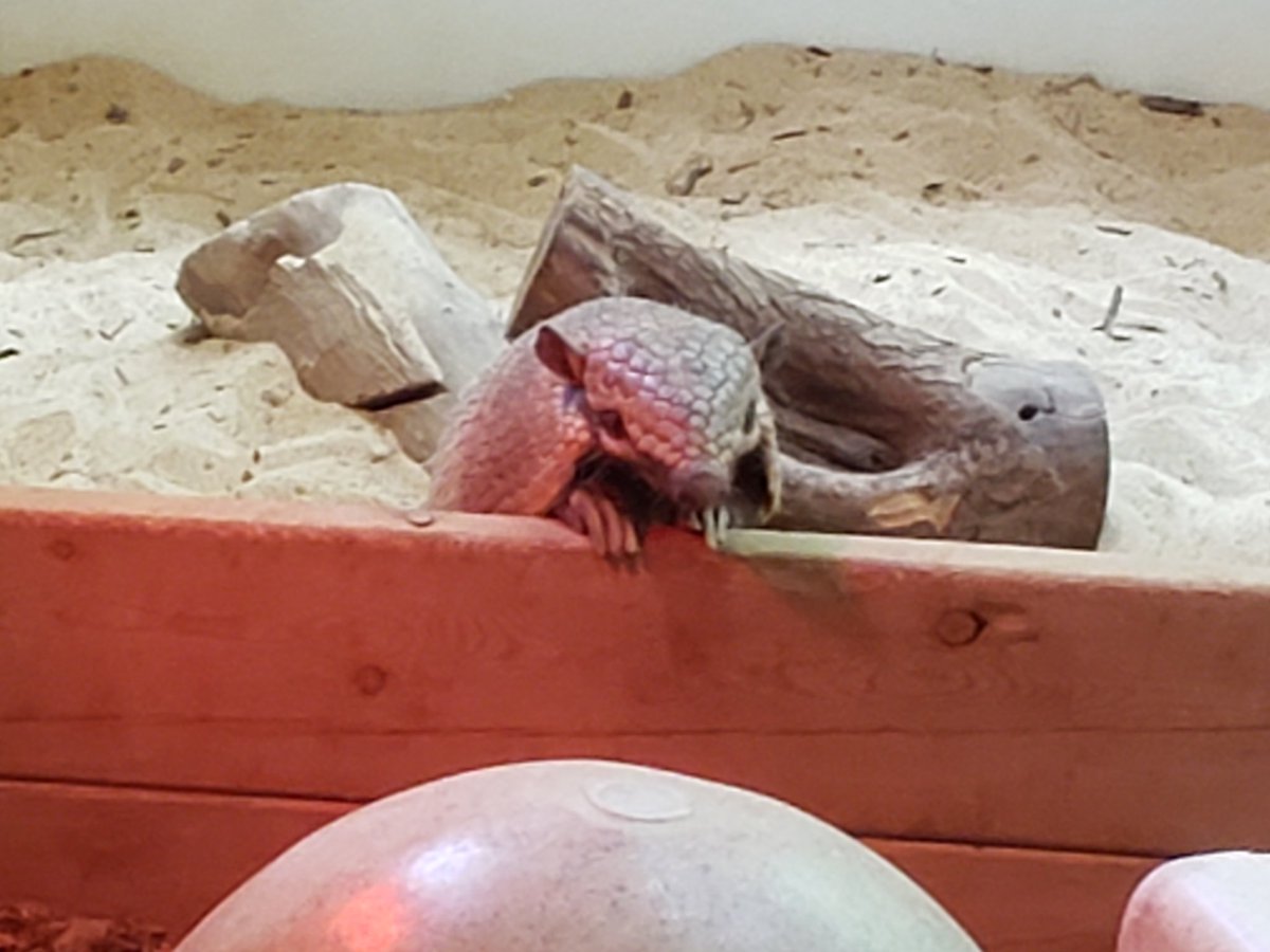 TedManikas's tweet photo. #armadillo @DallasZoo https://t.co/p273DnvFQu
