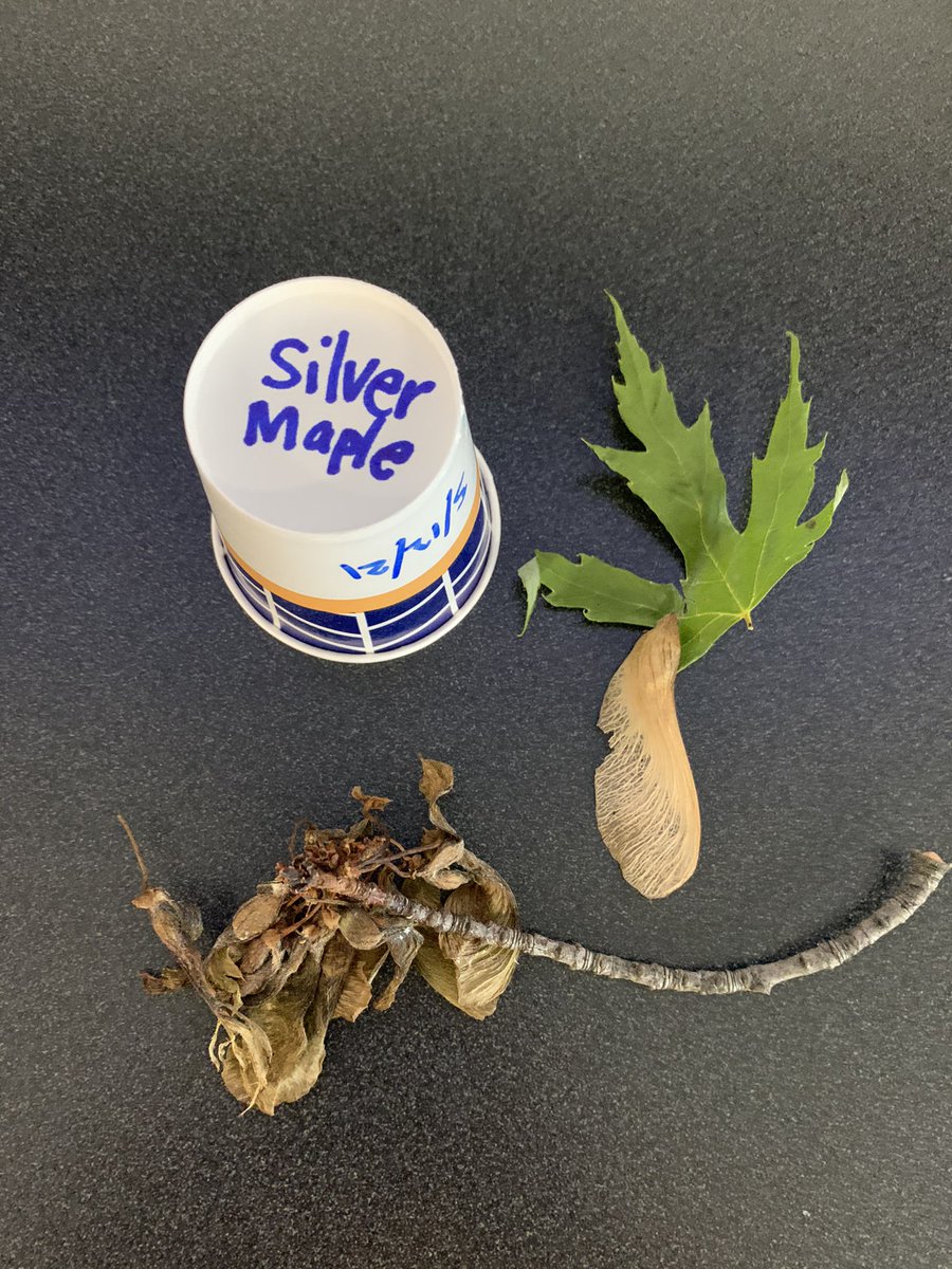 amy_boros's tweet photo. Teaching and planting 🌳s @HPIPerrysburg @PburgSchools #trees #silvermaples https://t.co/nXwFvI9yEl