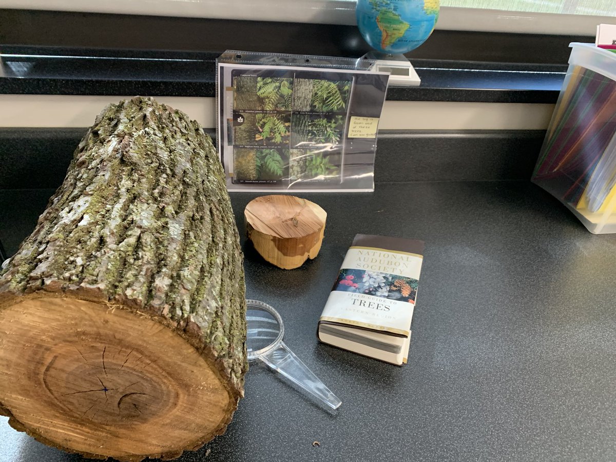 amy_boros's tweet photo. Teaching and planting 🌳s @HPIPerrysburg @PburgSchools #trees #silvermaples https://t.co/nXwFvI9yEl