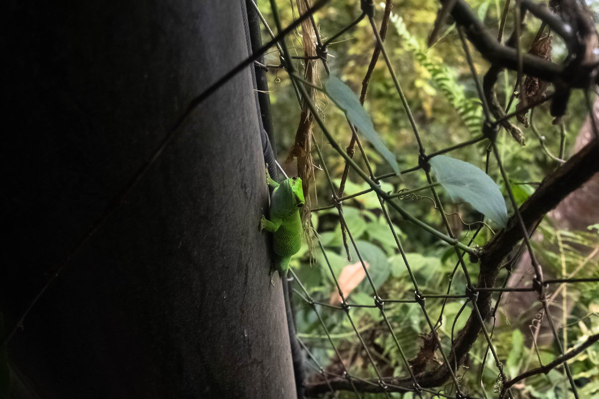 arnaud_schnegg's tweet photo. @zoozuerich
@canonswitzerland
#canon2000d #canonswitzerland #canonphotography #canon
#animals #jaipasdobjectiftropical #nature #naturephotography #respectearth #jungle https://t.co/JC9aFRRMMs