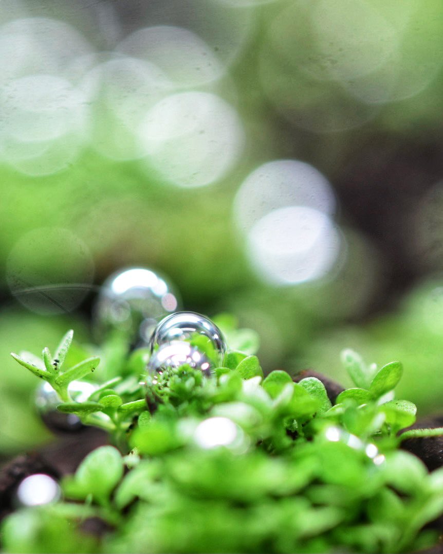 キューバパール