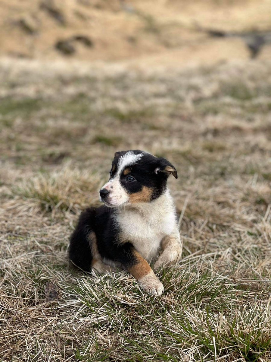Will not be active streaming for the next month! Cause of 2 things. Me and my gf just bought an appartment moving soon. Also we are getting a beautiful lil puppy on sunday, shes a border collie named Aria🥺❤️