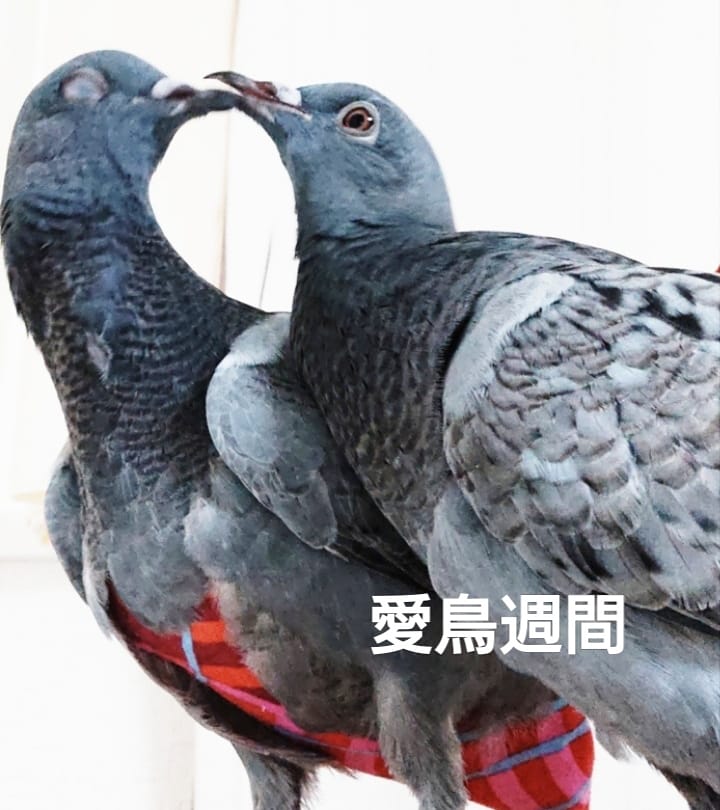 siropopo1's tweet photo. 『愛鳥週間』
良い一日をお過ごし下さい！

#カワラバト#愛鳥週間 https://t.co/7h52JE6cF8