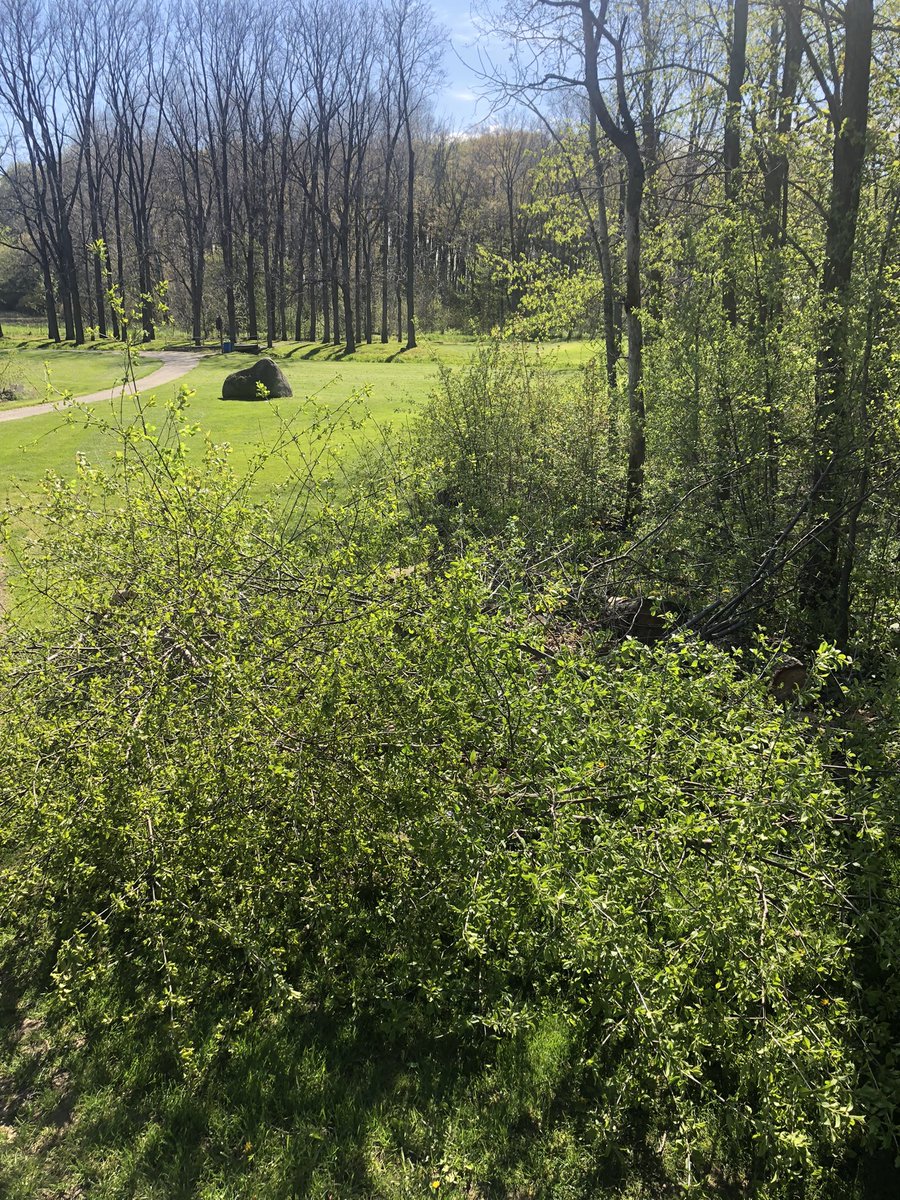 ryanarthur21's tweet image. Today&apos;s #shutdownprojects consisted of firing up the irrigation, checking heads with the GM, another #burnpile and cutting more brush #greenandclean @CobbleHillsGolf