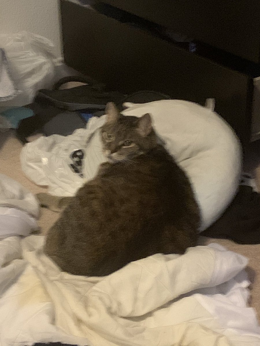 Blurry brown tabby cat looking worried