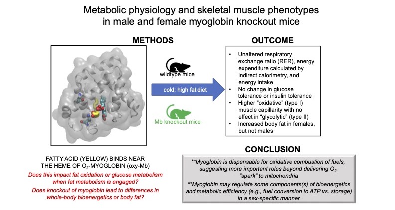 AJPEndoMetab's tweet photo. In press: Researchers @UCDavisSurgery develop a new #myoglobin #knockoutmouse (left abstract below) to explore the interplay between myoglobin and #brownadiposetissue (right abstract); click to read more:
https://t.co/65NeUMUFZe
https://t.co/eEk7y9yX4Z
#globin #hypoxia #HIF1 https://t.co/jw9100Lvfv