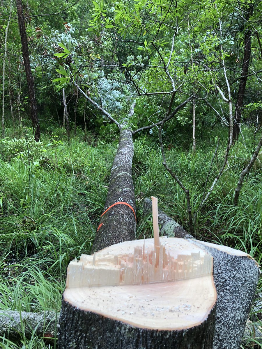 Dr. David Coyle tweet media