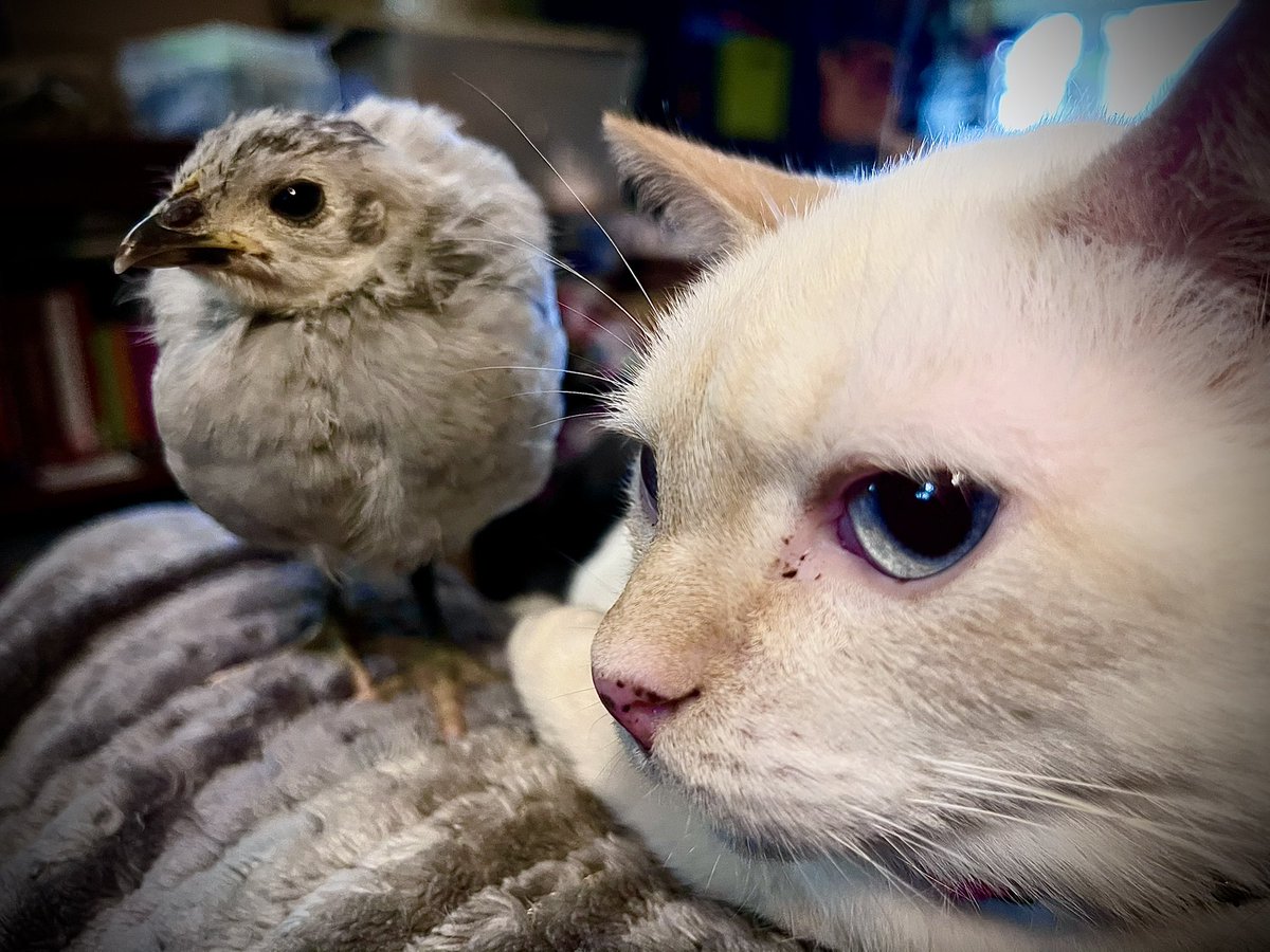 jungle_os's tweet image. One of Pearl’s chicks developed “splayed legs”, a condition that requires daily leg “braces” in order for her to stand/bear weight on her legs. My kids have named her “Tiny”- she &amp;amp; Crystal have really bonded. #Tinycat, #tinychicken. 💕 
#cats #CatsOfTwitter #chickens