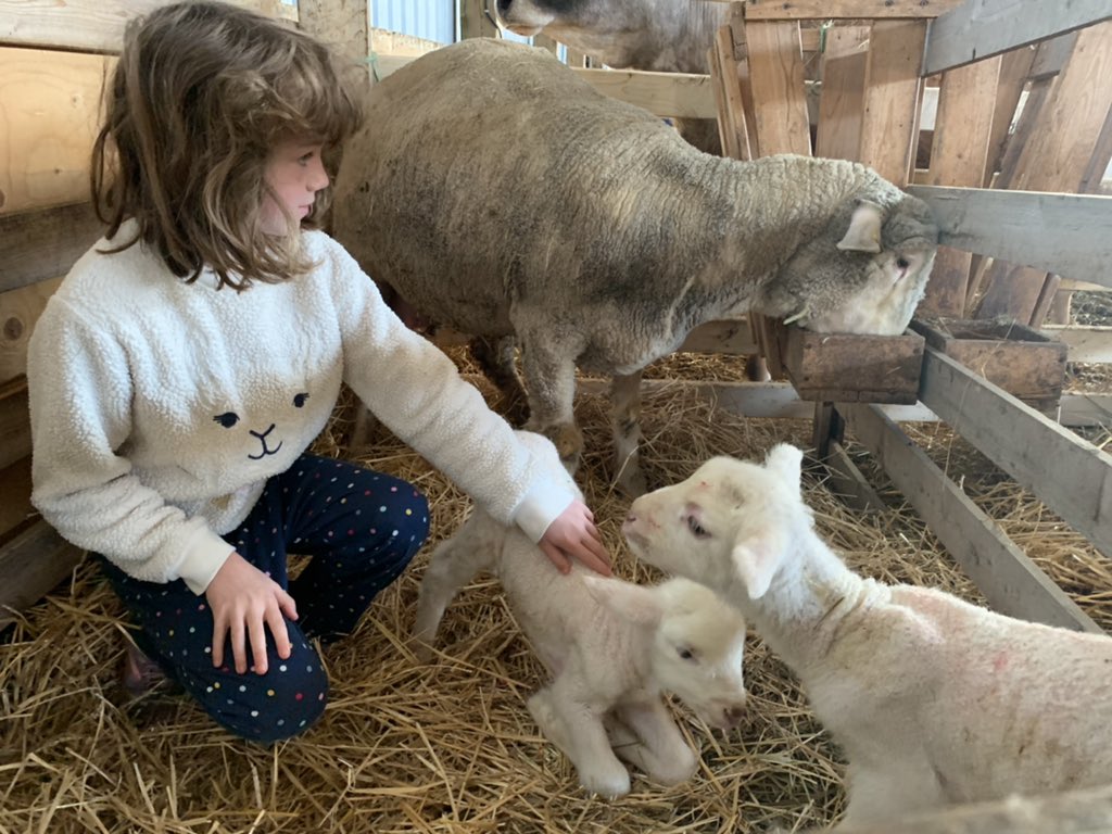 We welcomed the first lambs of 2021 early this morning🐑