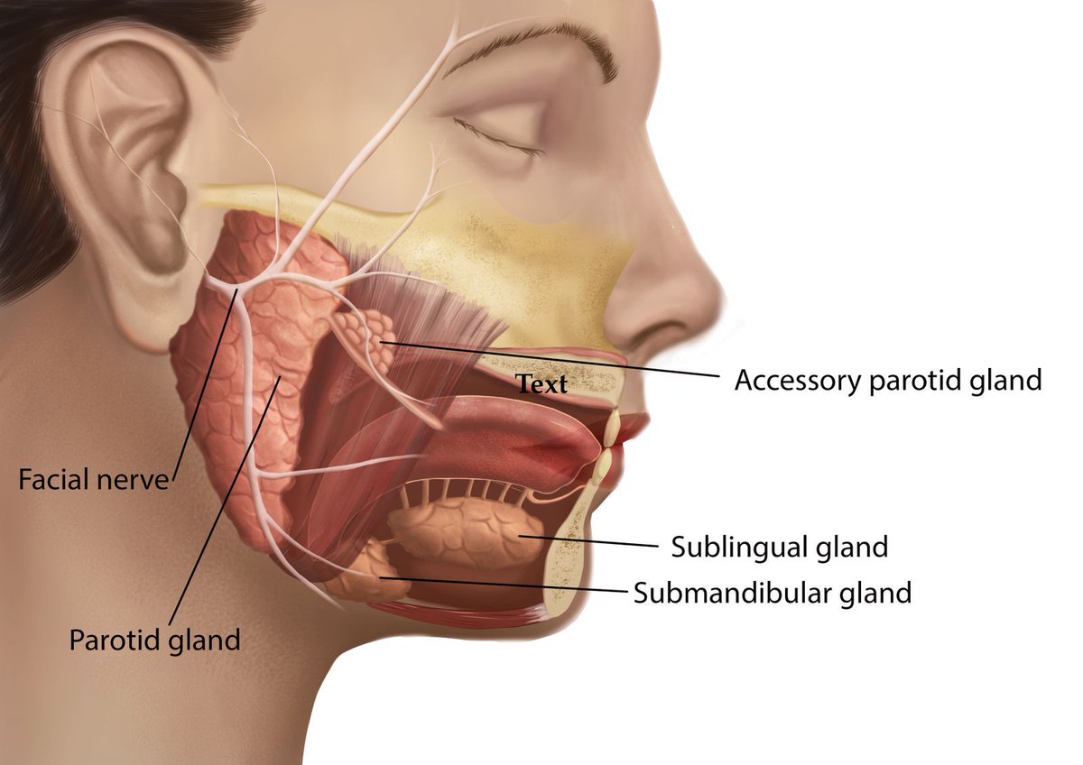 ParotidProject's tweet photo. There are three major #salivary glands in the body. The #parotid gland is the largest and is located in front of the ears on each side of the face. The parotid gland produces saliva and helps with chewing and digesting food. 
https://t.co/c5S8KirDJw https://t.co/IJjnlJrN2v