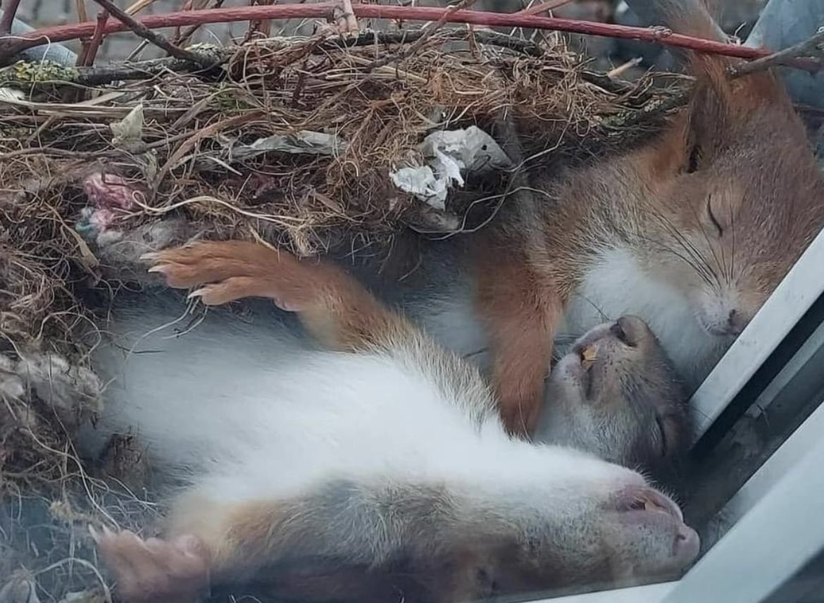 Sleeping Squirrels in their nest on someones window ledge.
😍😍🥱😴😴