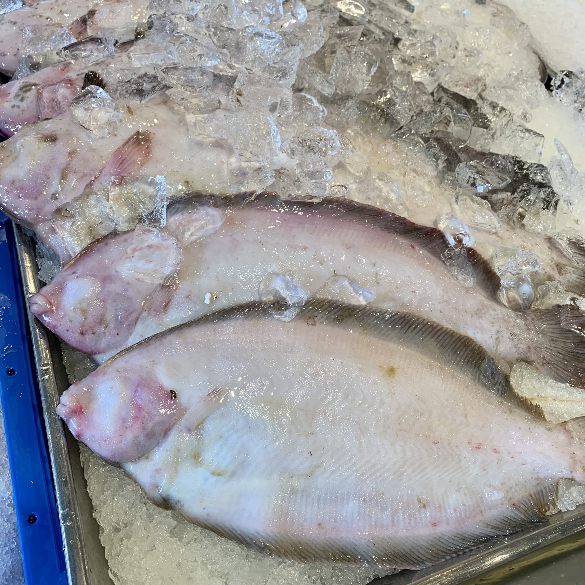 大川魚店 5 14 本日も いわきの地魚豊富に入荷しております いわき産本まこがれい 花鯛 ヤリイカ ひらめ あいなめなどなど 相場が安くなりましたので 地魚全品お買得価格です 本日も大川魚店をよろしくお願いいたします 大川魚店 大川魚店泉店