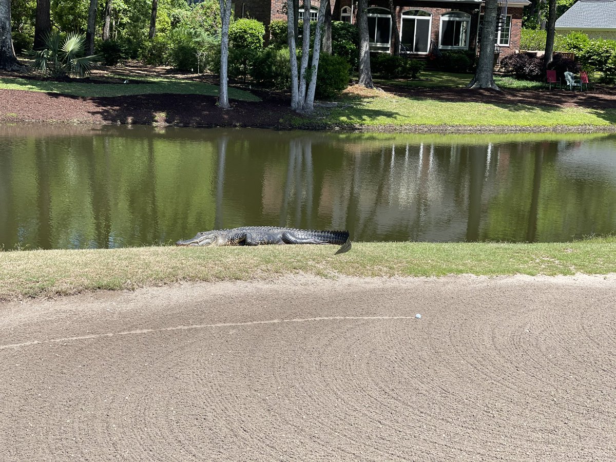 Free drop or play it as it lies? <a href="/striecker/">Erin Strieck</a> <a href="/ForePlayPod/">Fore Play</a> <a href="/barstoolsports/">Barstool Sports</a> <a href="/PPGCC/">Pawleys Plantation</a>