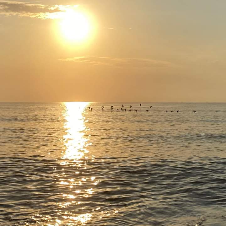 Let your natural light...thrive and shine✨
.
.
#sunrise #flaglerbeach #flowlove #mindset #bekind #gratitude #changeiscoming #flaglersurf #community