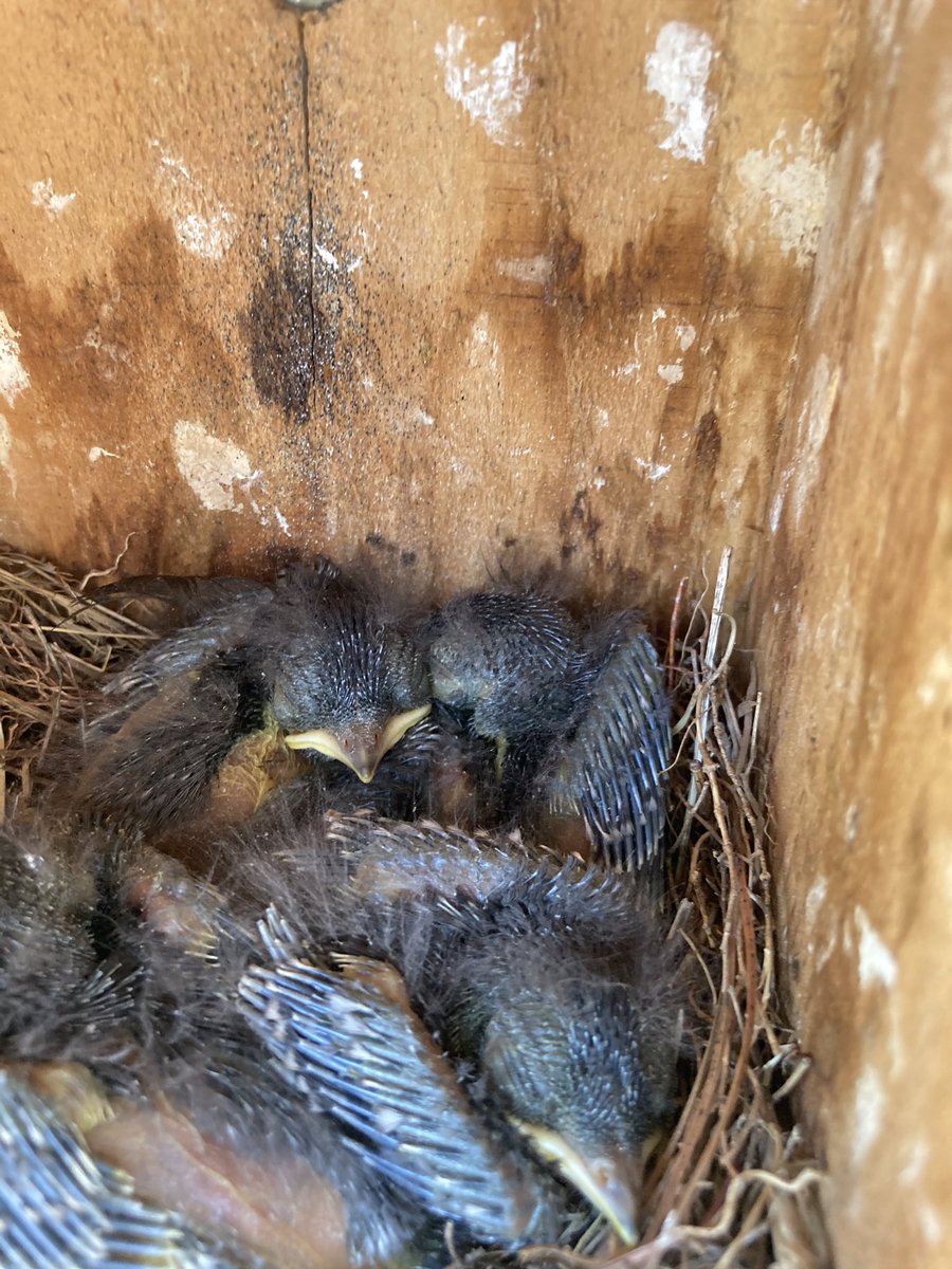 Tracey MacRitchie tweet media