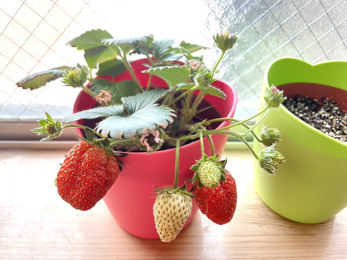 ピンクの花咲くストロベリー
