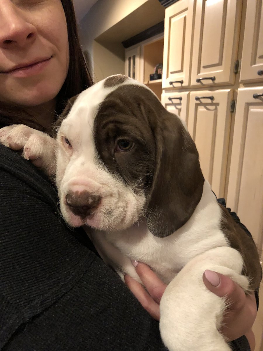 scotttharvey's tweet photo. @TomMaxwell123 @Nevayonce He is a Drahthaar + Old Eng. Bulldog https://t.co/Eh5lUGO1W5