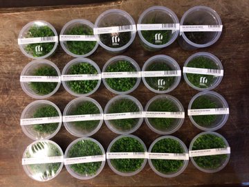 水草メインのアクアリストが語る前景草おすすめ一覧 水草育成図鑑 葉きつねブログ