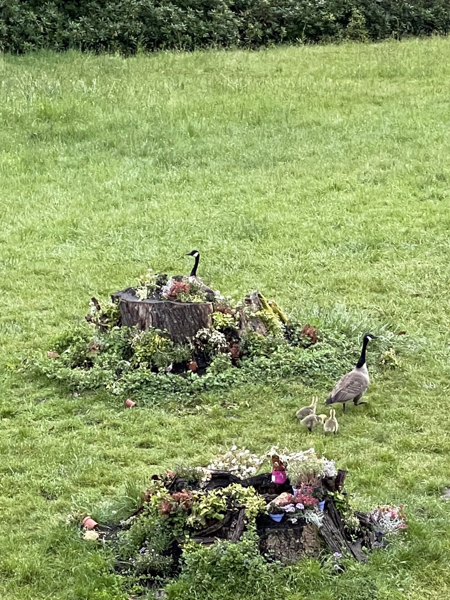mercotte's tweet photo. Toujours sous ma fenêtre en famille malgré la pluie fine les BB grandissent de jours en jours #chateaudegroussay #montfortlamaury #oiesbernaches #tournage #bbcstudios #kitchenfactory #m6 #lmp10 https://t.co/wWFxmj0uu2