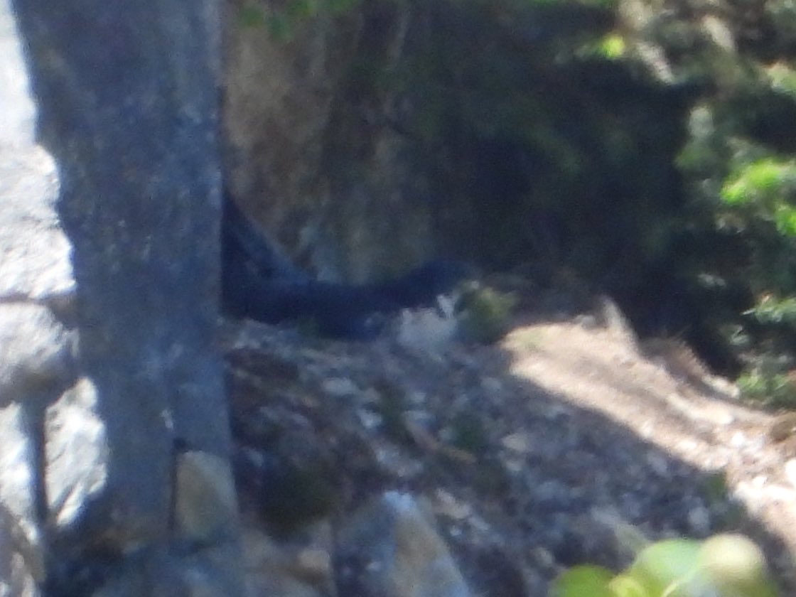 globalnews.ca/video/7861019/…

Thursday 13 May 2021 &amp; despite the BC Wildlife Act section 34 supposedly protecting these birds - the mine goes ahead with blasting - <a href="/GlobalBC/">Global BC</a> news was there - watch ⬆️⬆️. #peregrinefalcon #nesting  #protectnature #birds #wildlife #raptors #abbotsford