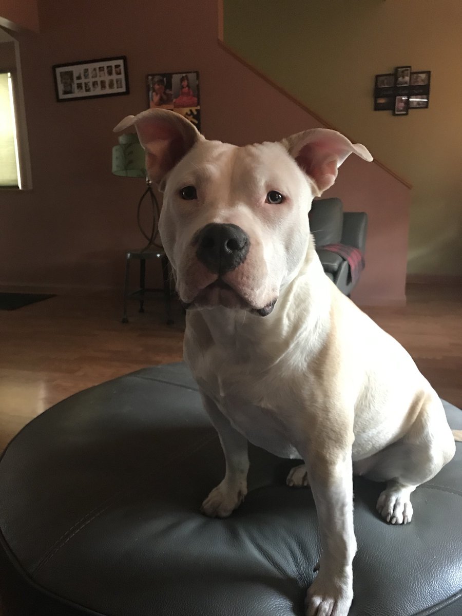 Pamela Rall-Johnston tweet media