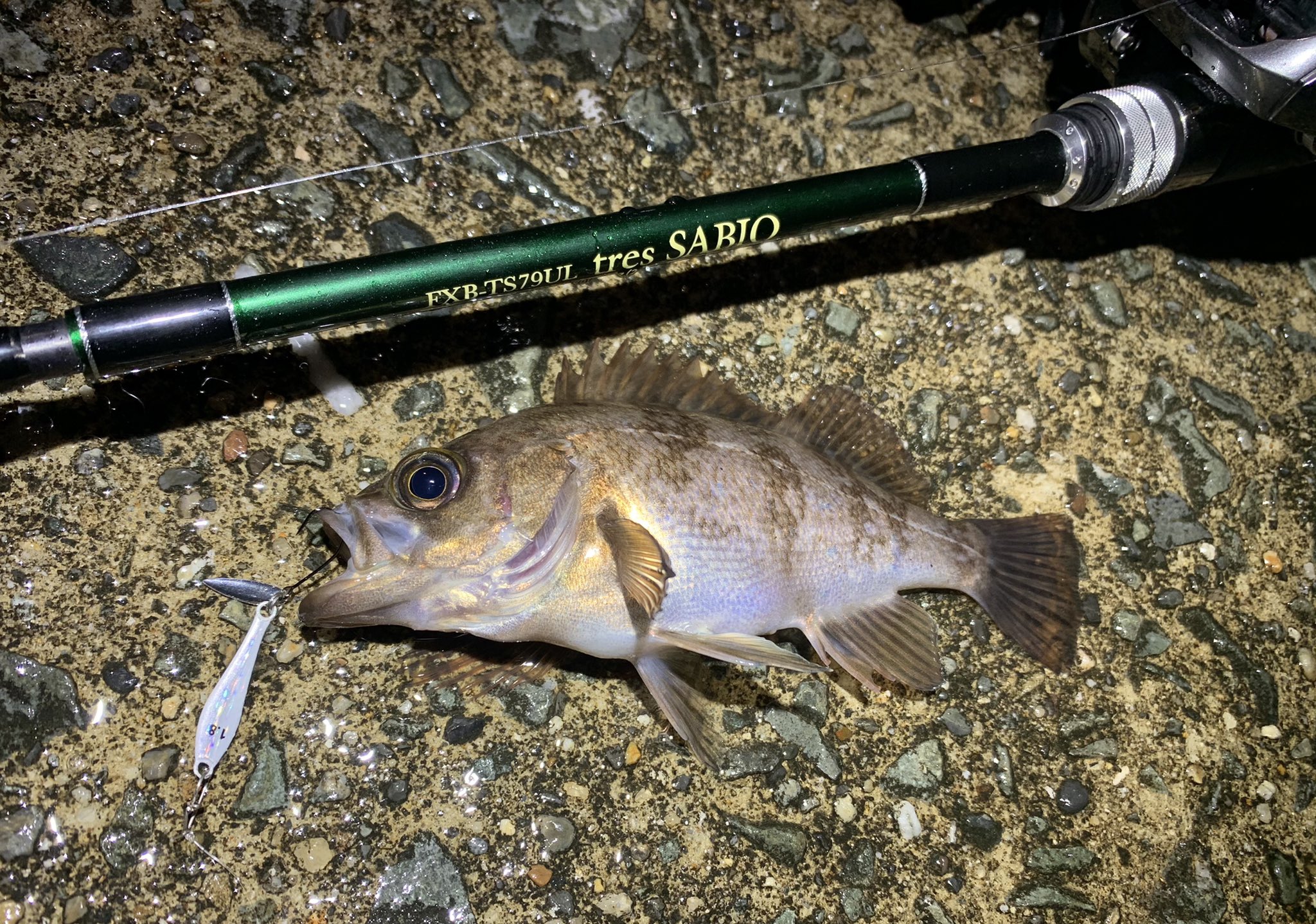佐藤 宏樹 昨夜は魚を掛ける特訓 先日のスーパーサイズを取った時とロッド リール ラインセッティングも同じ 推定10 の メバルもしっかり掛けれる 1g代のプラグもジグもジグ単も下手くそな僕でも快適に扱える 汎用性すごいよ サビオ