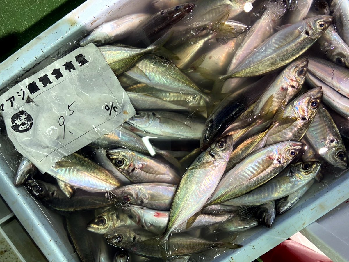 山陰浜田港 渡辺鮮魚店 Watanabesengyo Twitter 山陰浜田港 渡辺鮮魚店 Watanabesengyo Twitter