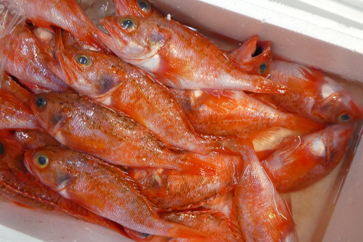 牡蠣 Deliciousoister Twitter