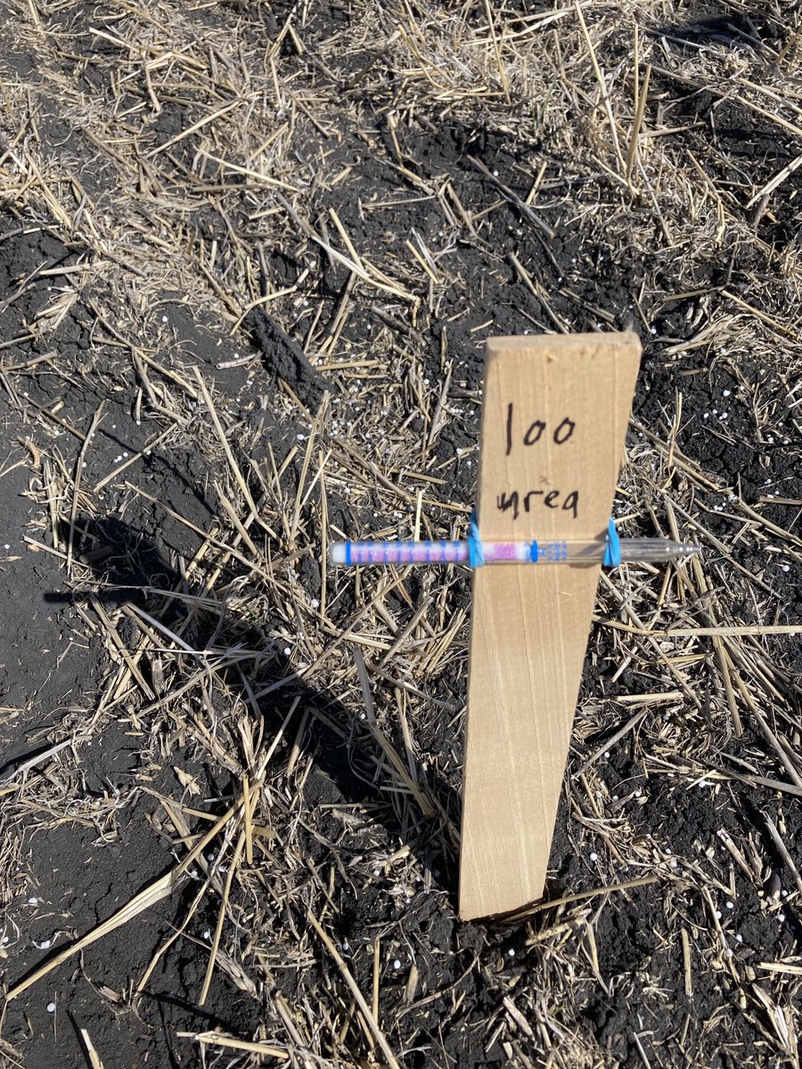 How dry? 12 days after urea spread, it’s still intact and no volatilization of NH3 detected. No loss measured from banded urea either.