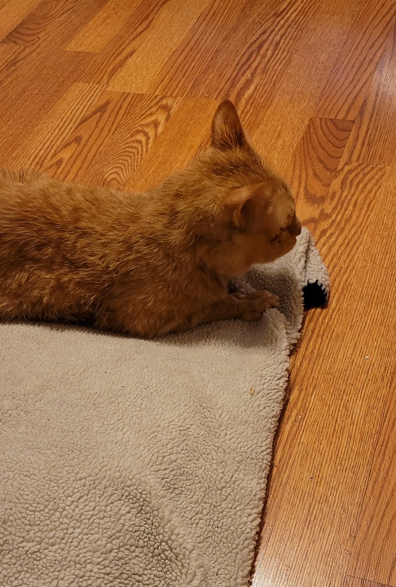 lynnslagle42's tweet photo. I got my wipe down baff. Mommy found these awesome wipes to use so I don't freak out like I do in tub. They make me smell good too. Mommy says they are better for me. And I got a fresh bandage and now we wait for bed. #cerebellarhypoplasia #chlove #wobblykitty #wipedown #chkitty https://t.co/Hhhp4S70gP