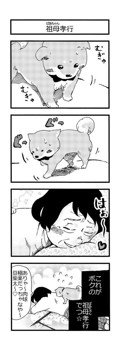 👵柴ばあと豆柴太の4コマ漫画⑧🐶

「難しいお年頃」
「祖母孝行」

#4コマ #4コマ漫画 
#柴犬 #犬  #豆柴 #マッサージ 