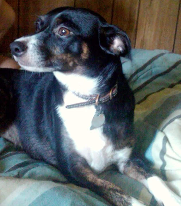 JBYYBlog's tweet photo. Our beloved puppy just died 15 minutes ago. We've had her for 16 years. She was 87 in dog years, so she lived a long life as part of our family. She's been through so much with us.

We will miss you, Missy, and we love you forever, and you will be forever in our hearts. 😭💔 https://t.co/WsxaSav6NR