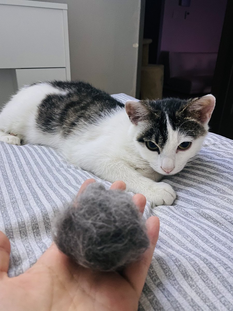 꼬질이들이 구조되어 임보처로 이동한지 이제 딱 두달이네요!
수수는 입양완료, 꼬질이는 내일 입양처로 이동을 앞두고있어요! 

아라는 아직 가족을 기다리고 있답니다!
꼬질이패밀리가 모두 입양가는 날까지 잘부탁드립니다!

x.com/rangboys/statu…