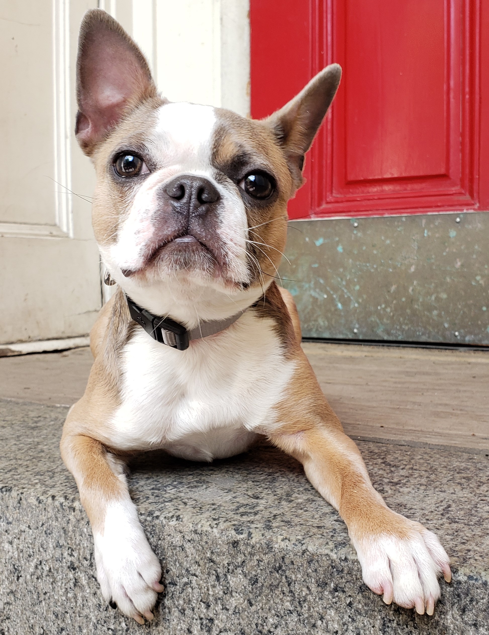 Are Red Boston Terriers Purebred