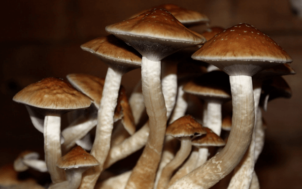 Dogegalaxy3's tweet photo. Who Needs #Psilocybin #Cubensis #SPORES?
ONLY For EU
Dm For More Info On Strains Availbale
Payment Accepted In #Dogecoin ๐ถ
ยฃ25.00 = 10ml Spore Syringe
#GoldenTeachers #Cubensis #WakeTheWORLD #OM
#Journey #Ancetsors #psilocybin #MicroscopyONLY #Lovelife #shrooms #WOW ๐๐ถ๐ https://t.co/euPbJIArd7