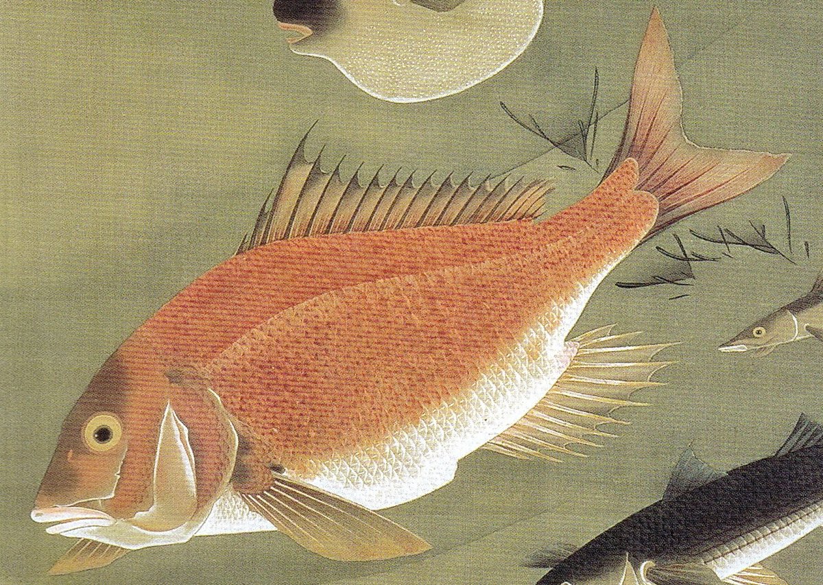 【真作】絵画　日本画　赤鯛図　色彩と質感の競演　ユーモラスな赤鯛の姿　W182 真作】絵画 日本画 赤鯛図 色彩と質感の競演 ユーモラスな赤