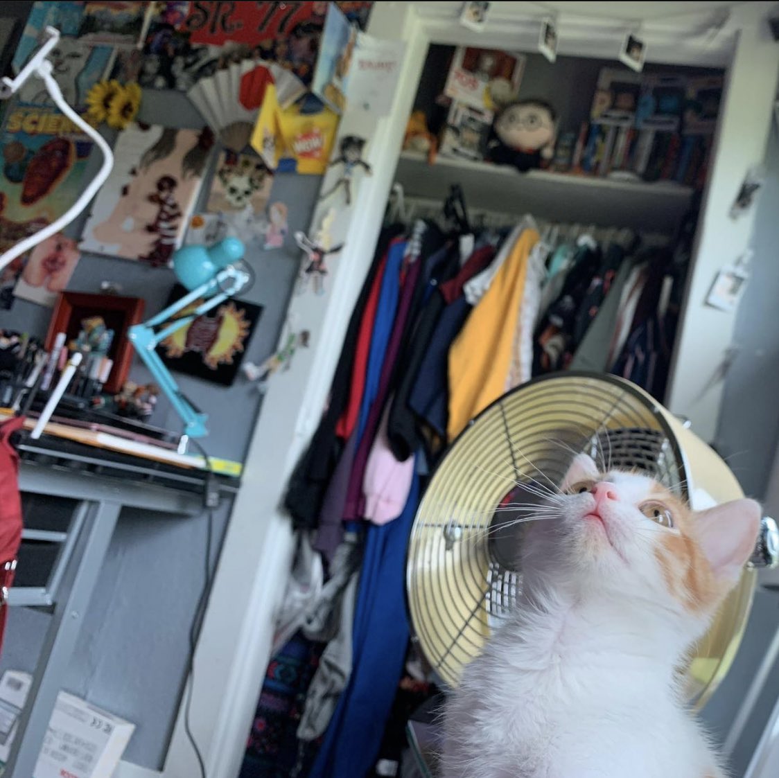 An_ActualNerd's tweet photo. I’m seriously crying. I didn’t realize how much he grew, he’ll always be a baby to me. 🥺😭#sushithecat https://t.co/UeuxNi9dBQ
