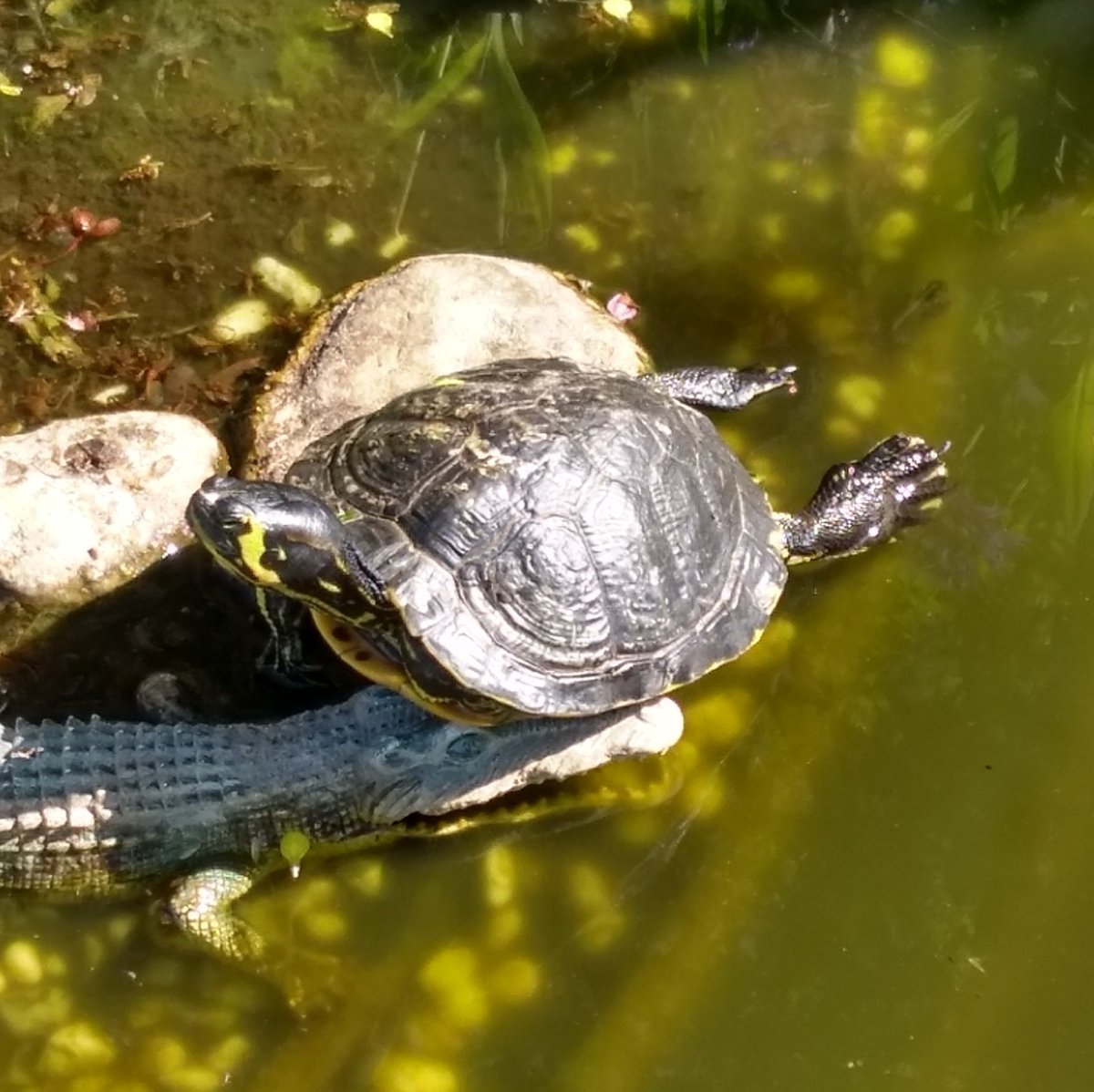 c3_toc's tweet image. Freitags Yoga