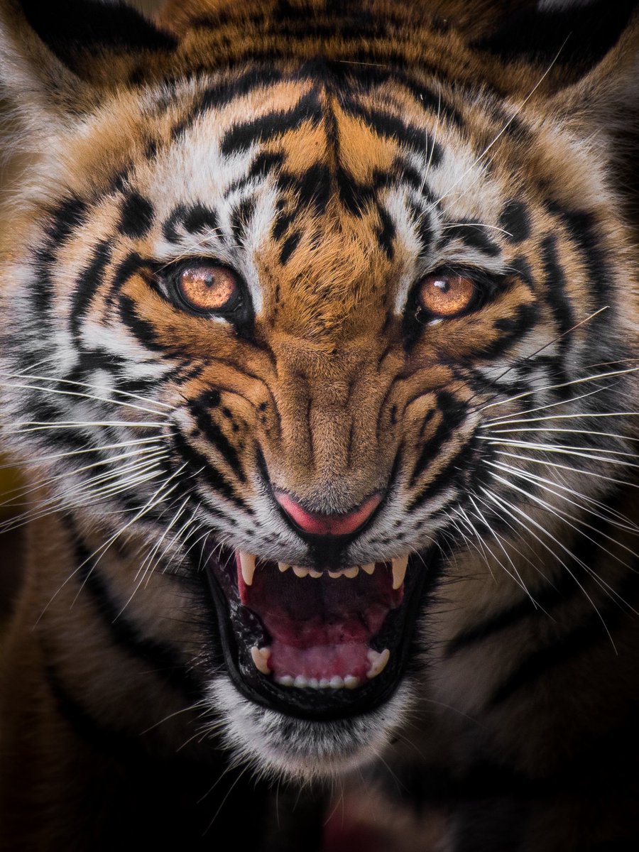 trikansh_sharma's tweet photo. Tigers wishing you #EidMubarak to everyone 🙌 #eid #eidmubarak2021 #luv4wilds #StaySafe #StayinAndExplore #EarthCapture #wildlifephotography #EarthOnLocation #wildlife #Tigers https://t.co/F43ViUIP5Y