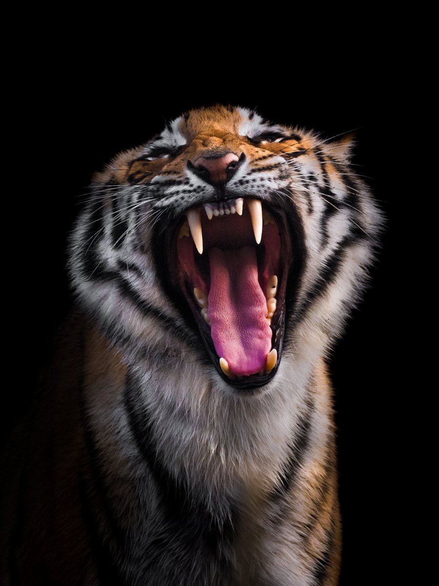 trikansh_sharma's tweet photo. Tigers wishing you #EidMubarak to everyone 🙌 #eid #eidmubarak2021 #luv4wilds #StaySafe #StayinAndExplore #EarthCapture #wildlifephotography #EarthOnLocation #wildlife #Tigers https://t.co/F43ViUIP5Y
