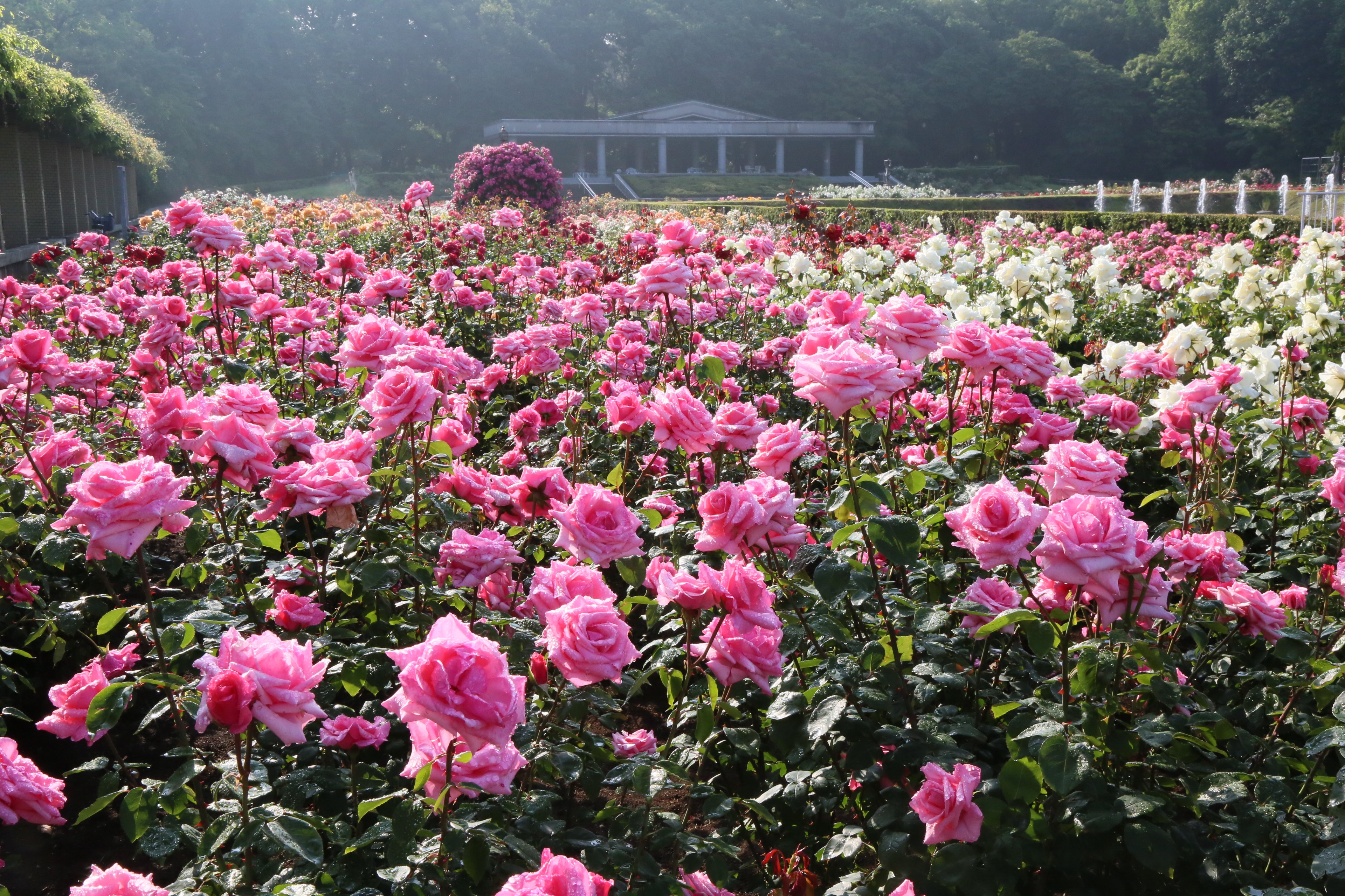 神代植物公園 ニュース スタッフより 広報係 今朝の早朝のばら園の様子です 昨日降った雨が本日の強い光の影響で薄い靄になり幻想的な雰囲気でした バラ Rose 神代植物公園 T Co B9etskimoa Twitter