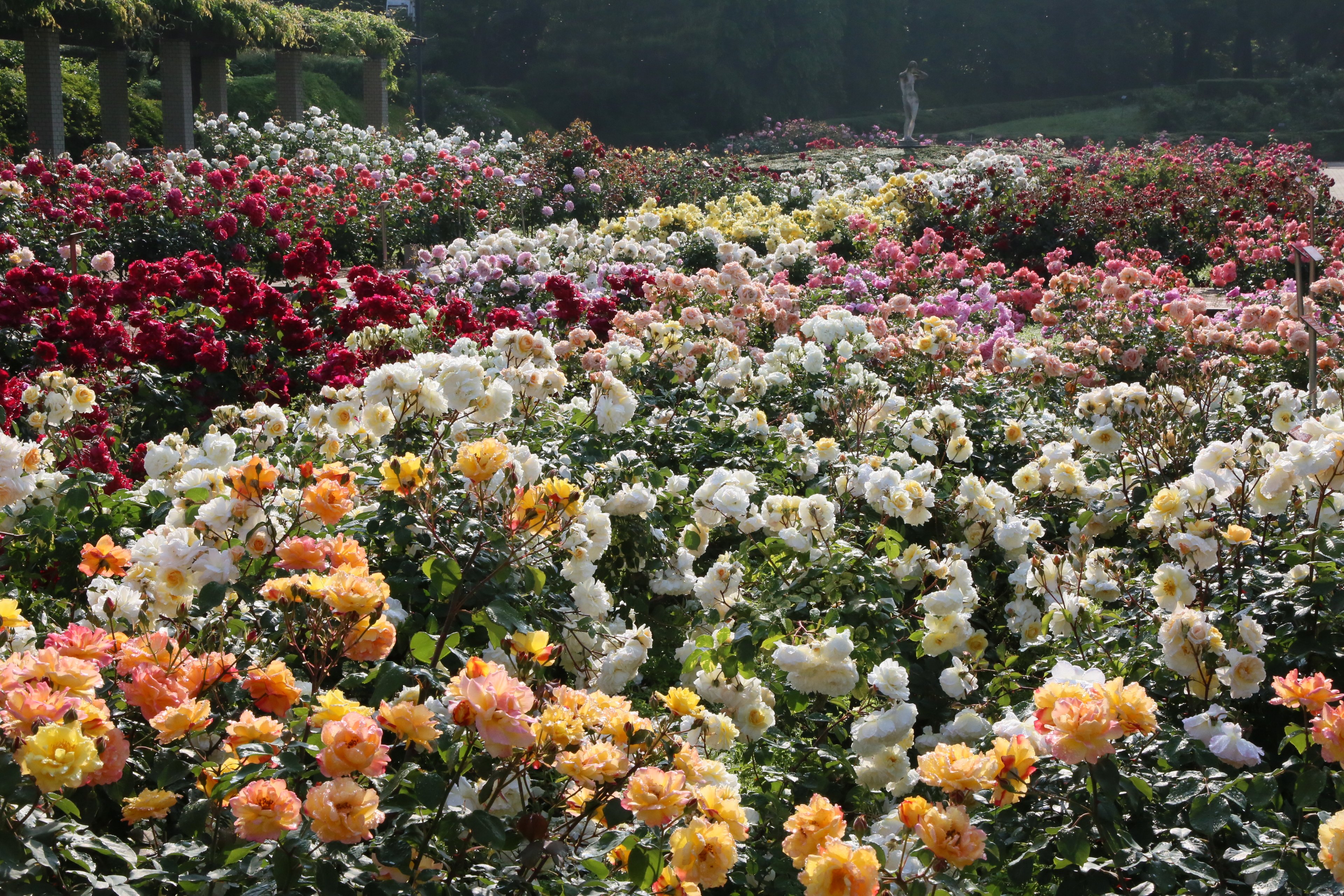 神代植物公園 ニュース スタッフより 広報係 今朝の早朝のばら園の様子です 昨日降った雨が本日の強い光の影響で薄い靄になり幻想的な雰囲気でした バラ Rose 神代植物公園 T Co B9etskimoa Twitter