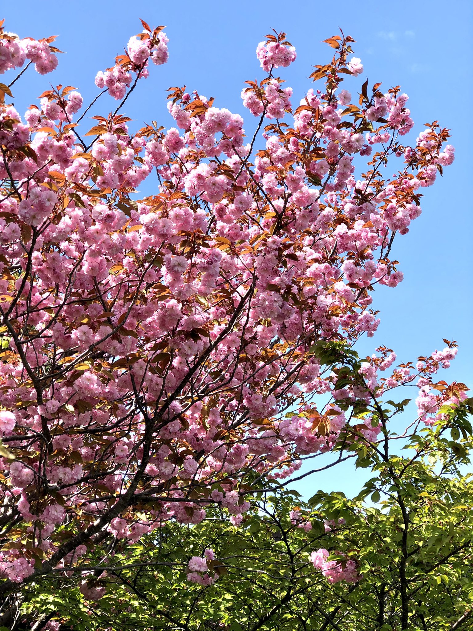 蝦夷山桜 Twitter Search Twitter