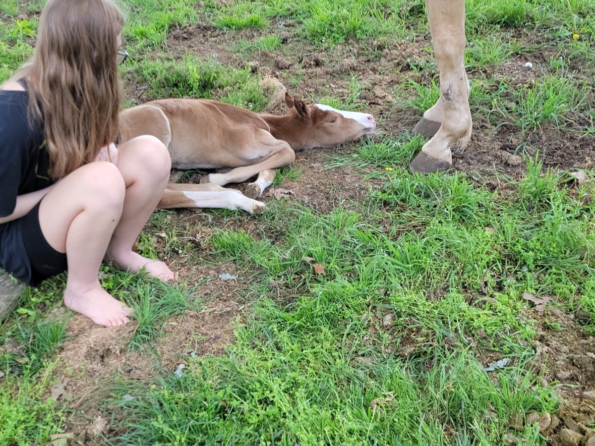 mln041882's tweet photo. My 18 year old maiden mare #FINALLY released her hostage after 10 years of trying to get her in foal
#MrJessPerry
#Hancock
#OklahomaFuel
#DashTaFame
#Nova
#BarrelHorse
#LongLegs https://t.co/kdXyrAqJq0