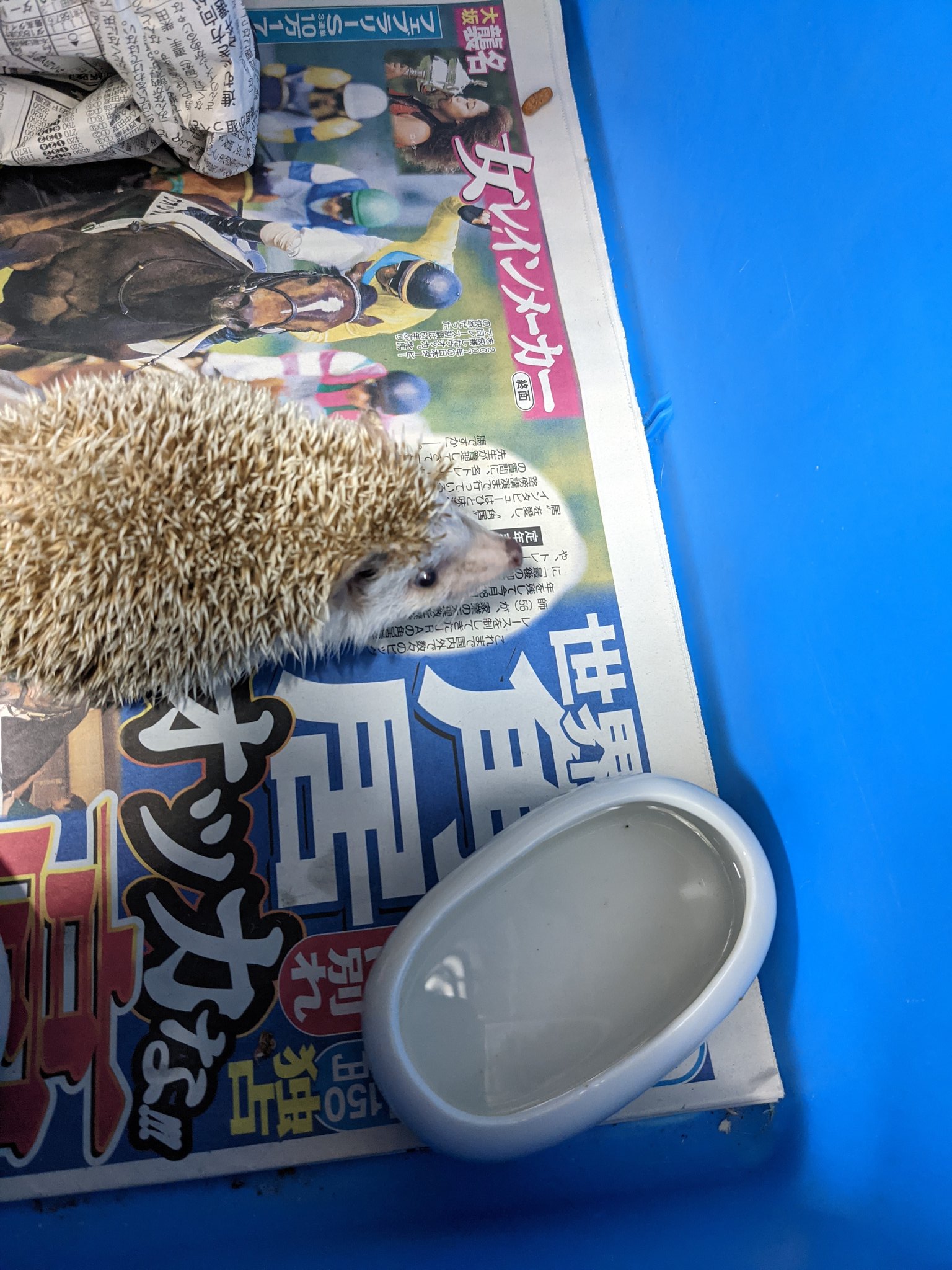 はりねずみみんみん共和国オリジナル04超軽量アクリルウッドゲ－ジはり
