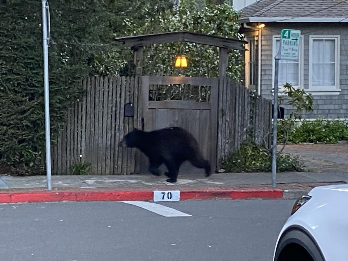 Enzomorotti's tweet photo. UPDATE: Black bear was steered thru yards to the base of Mt. Tam safely w/o use of tranq. It put a hole in a fence on the way out. Bear was a 150/200 lb adolescent (1-2 yrs old) male who left home to set up his own territory. He took a wrong turn into @SanAnselmoCA and was scared https://t.co/Jguzwa0KCO