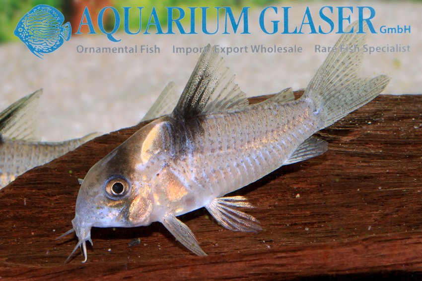 aquariumglaser's tweet photo. #Corydoras cf. #burgessi #CW98/#CW129
find more details and pics @ https://t.co/kgExUnMeDk https://t.co/Da1slGL4ae