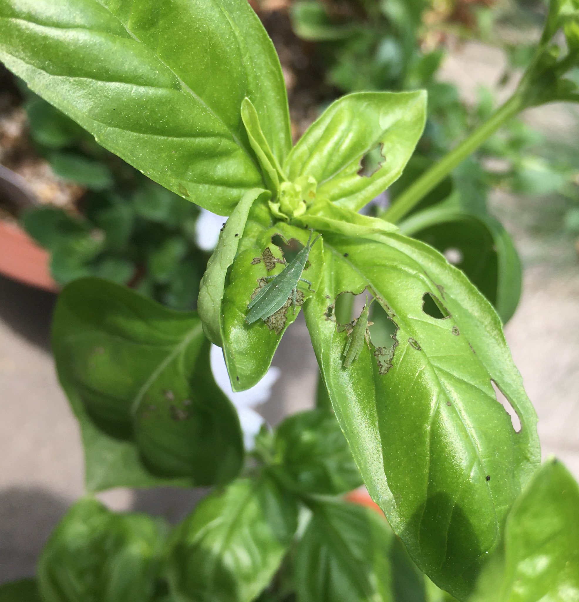 むぎこ あしたからがんばる 野菜の虫除けついでに栽培してるバジルが真っ先に食われたのだけど 本日犯人確保のち公園に釈放 T Co Z0dp0bu7cu Twitter