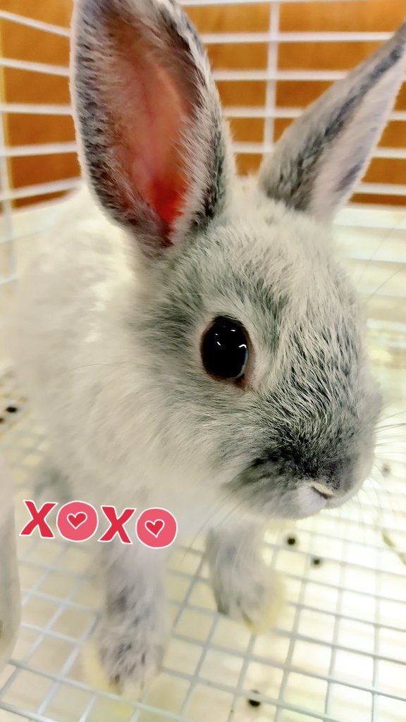 世界一可愛いうさぎのお店